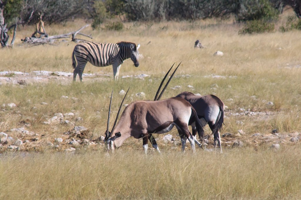 01-At the Okaukuejo waterhole.jpg - At the Okaukuejo waterhole